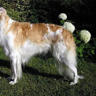Borzoi