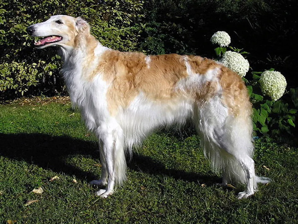 Borzoi