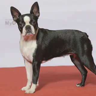 Boston Terrier