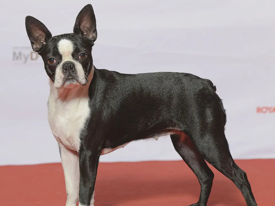 Boston Terrier