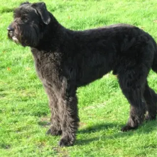 Bouvier des Flandres