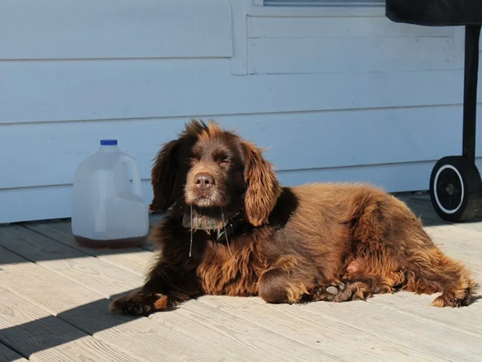 Boykin Spaniel