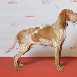 Bracco Italiano