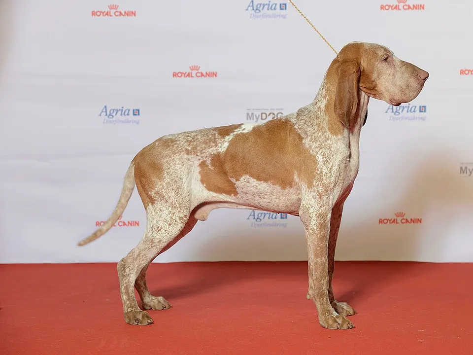 Bracco Italiano