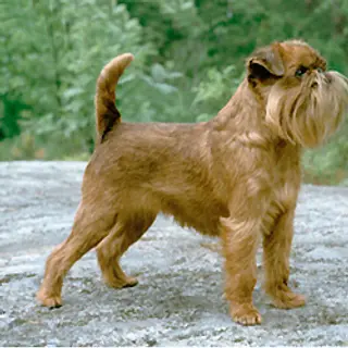 Brussels Griffon