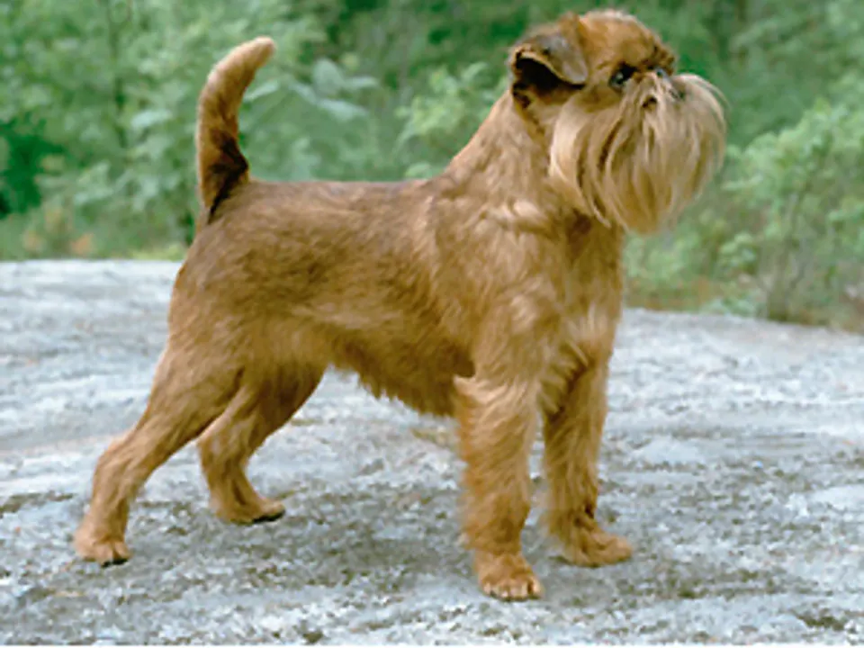 Brussels Griffon