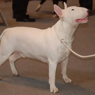 Bull Terrier