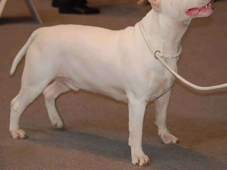 Bull Terrier