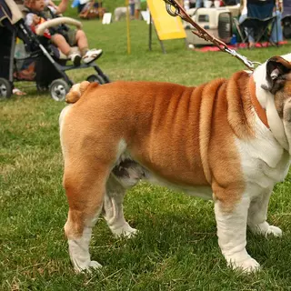 Bulldog