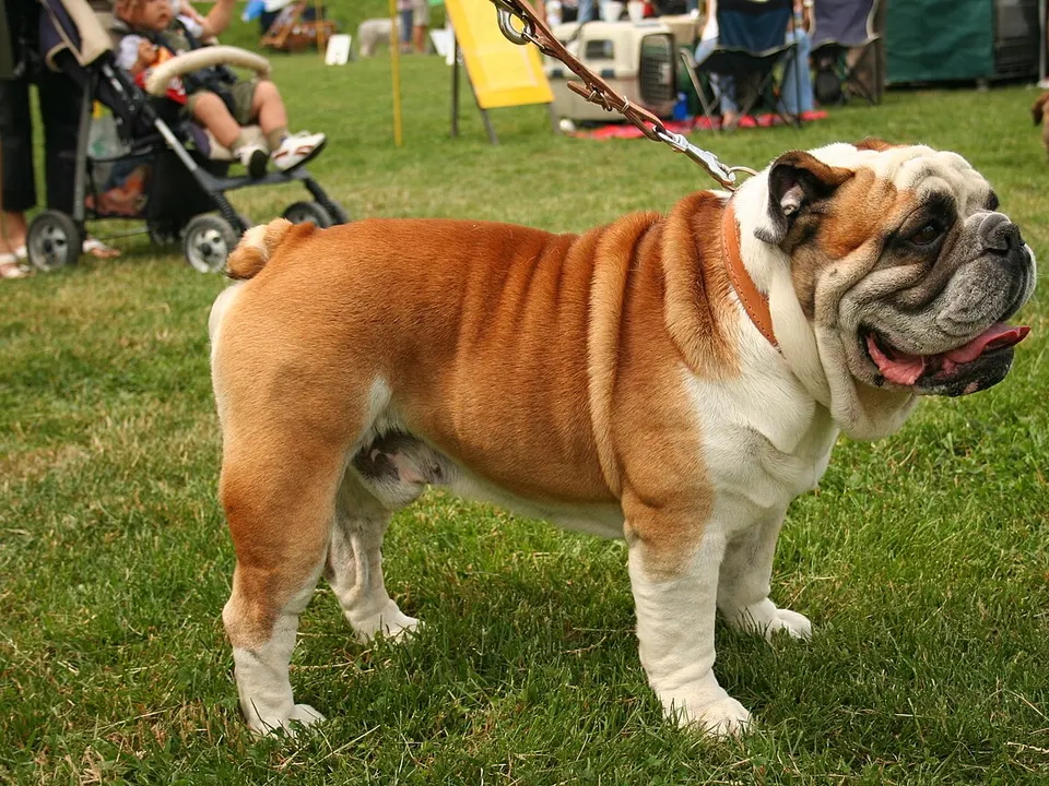 Bulldog