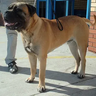 Bullmastiff