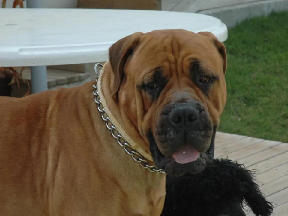 Bullmastiff