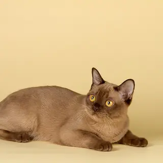 Burmese