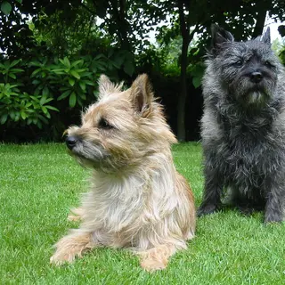 Cairn Terrier