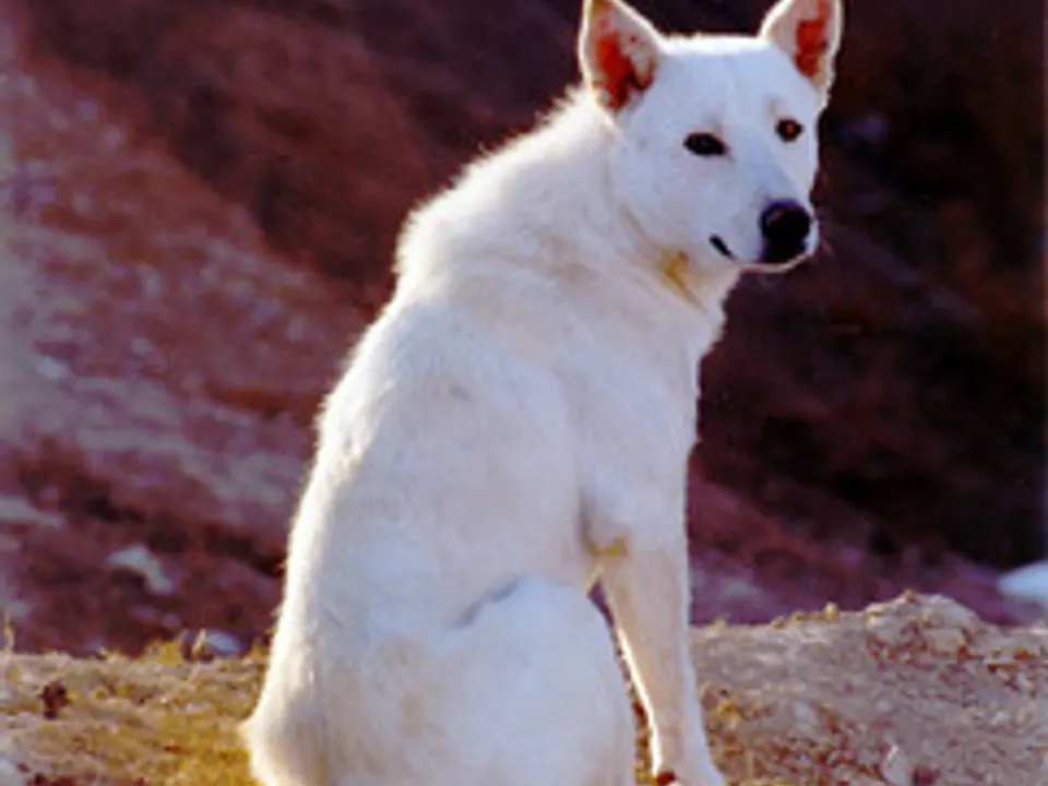 Canaan Dog