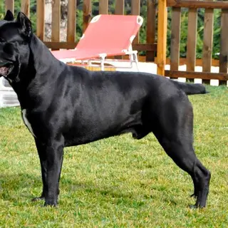 Cane Corso
