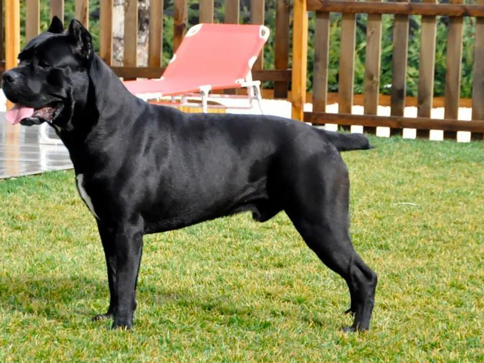 Cane Corso
