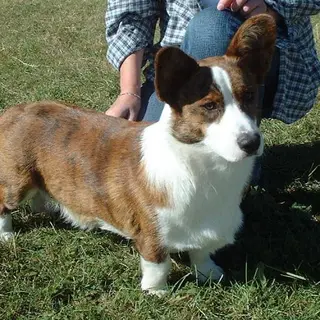 Cardigan Welsh Corgi