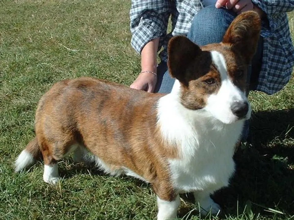 Cardigan Welsh Corgi