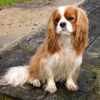 Cavalier King Charles Spaniel