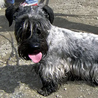 Cesky Terrier