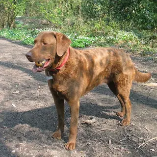 Chesapeake Bay Retriever