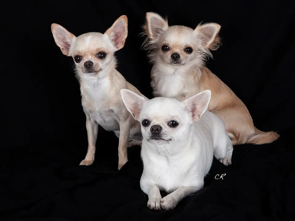 Chihuahua