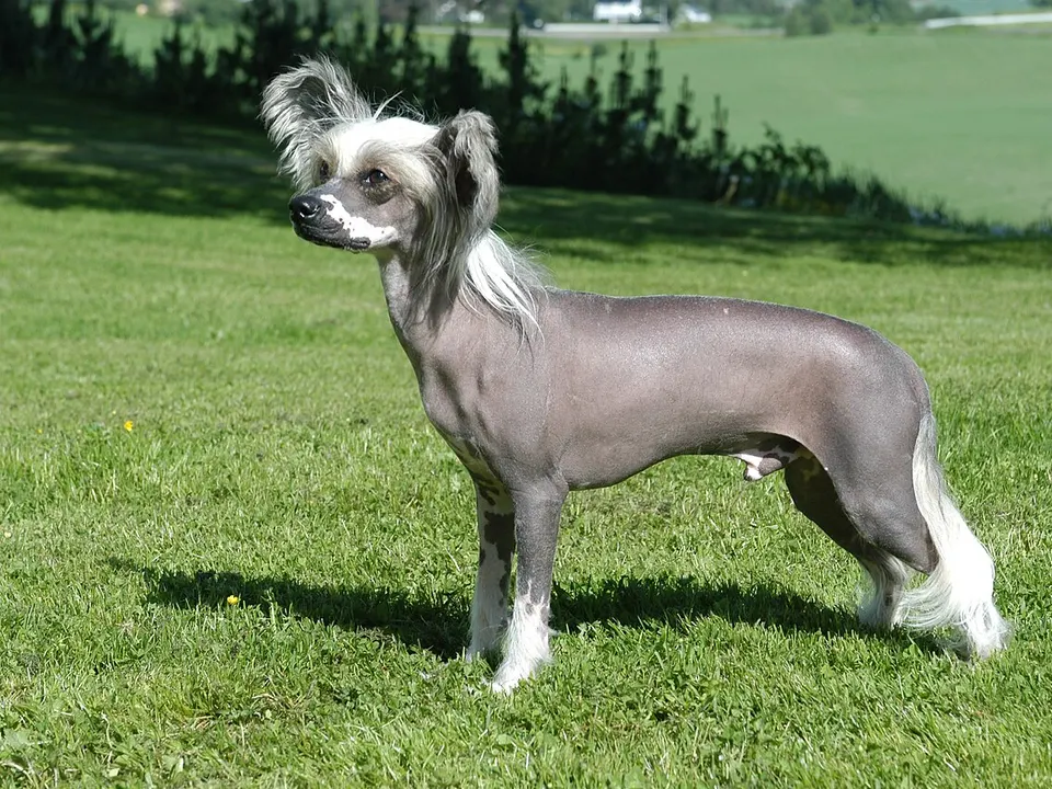 Chinese Crested