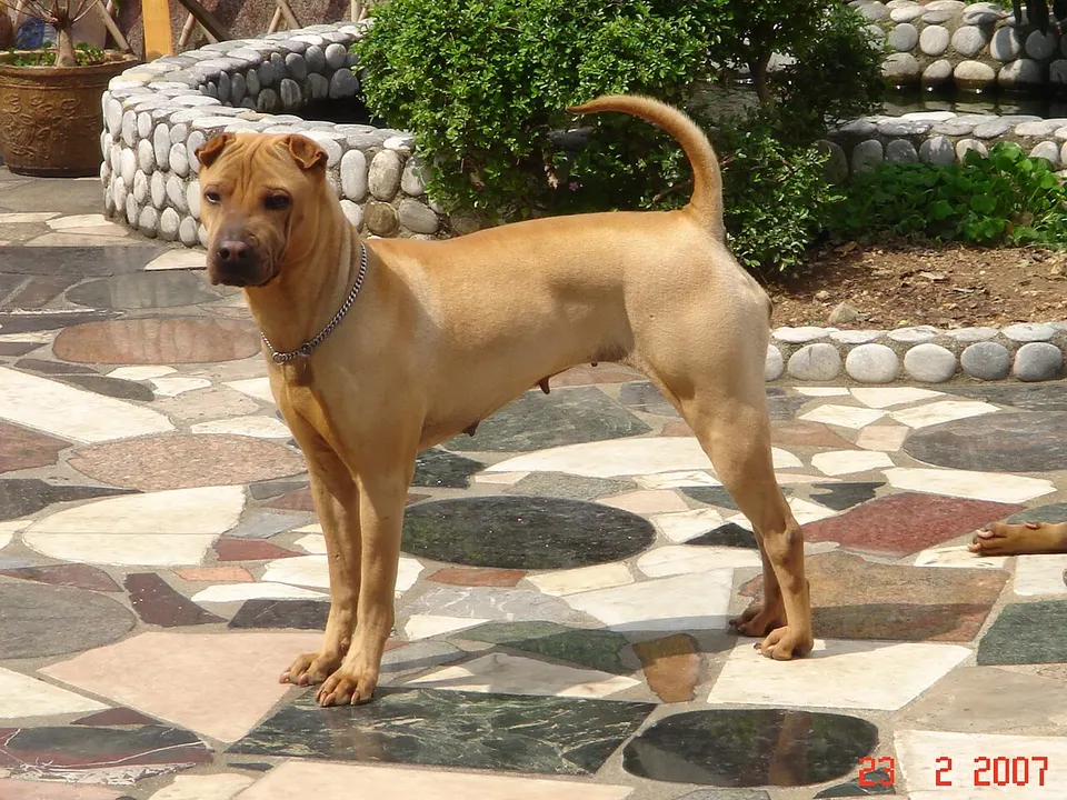Chinese Shar-Pei