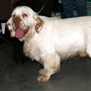 Clumber Spaniel
