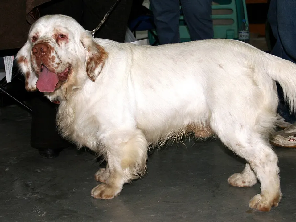 Clumber Spaniel
