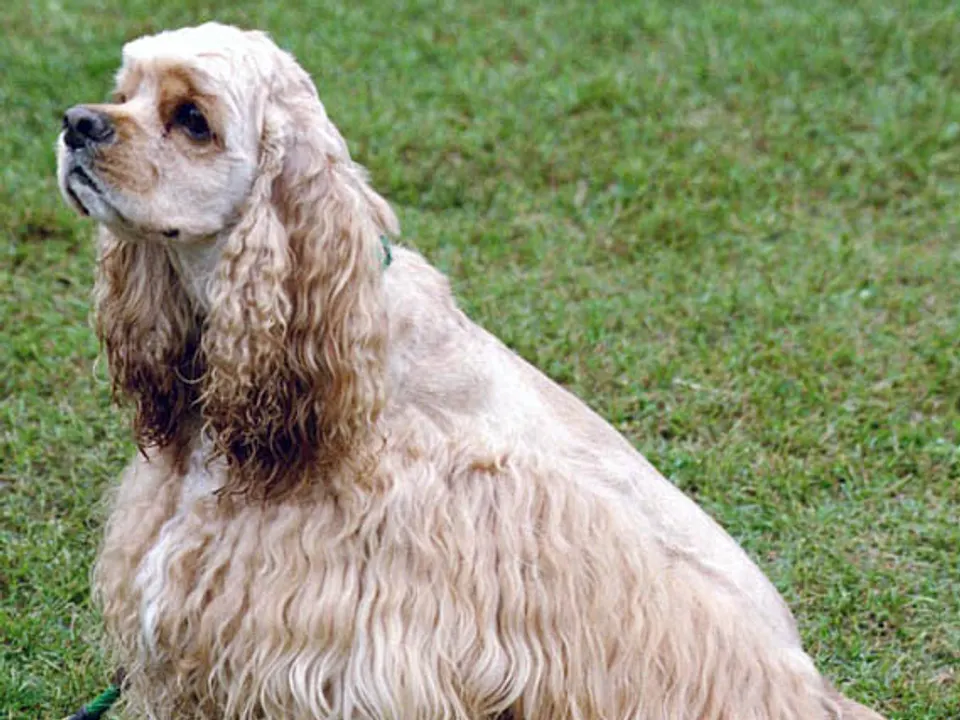 Cocker Spaniel
