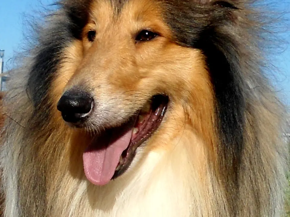 Collie