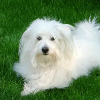 Coton de Tulear