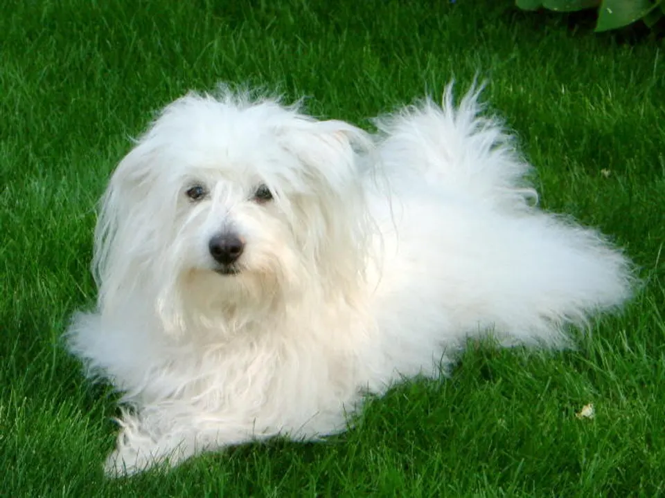 Coton de Tulear