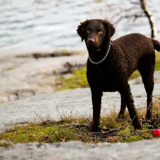 Curly-Coated Retriever
