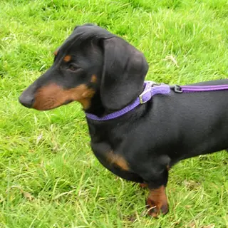 Dachshund