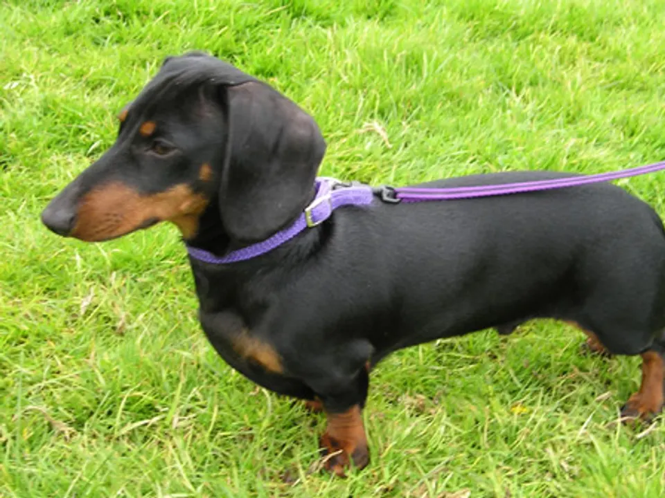 Dachshund