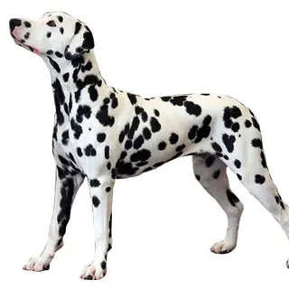 Dalmatian