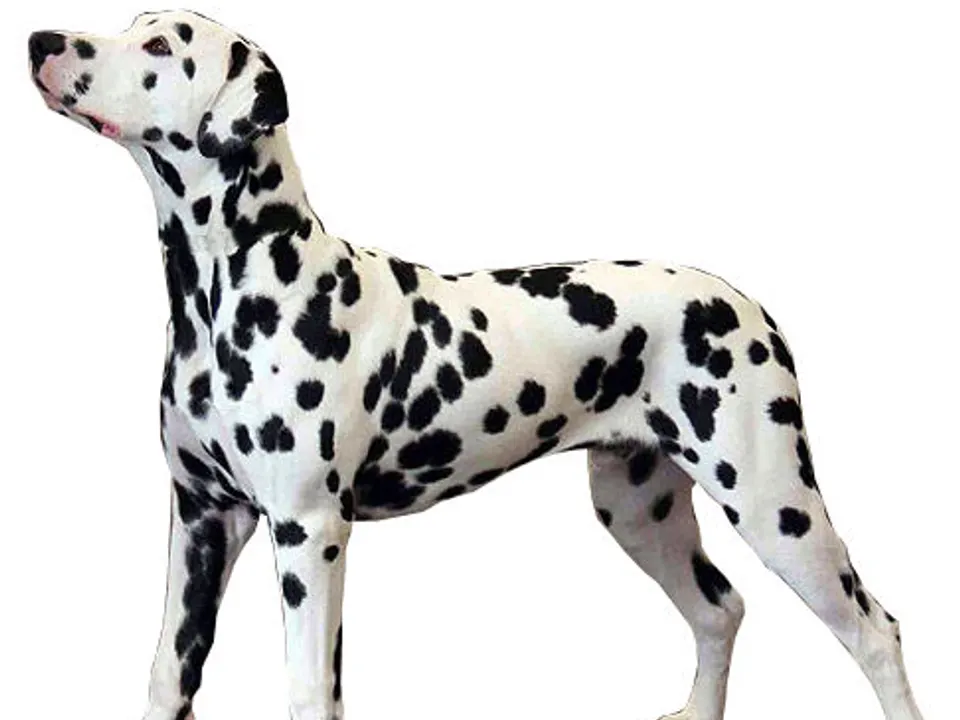 Dalmatian