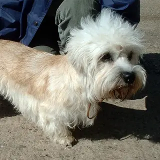 Dandie Dinmont Terrier