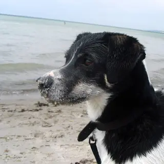 Danish-Swedish Farmdog