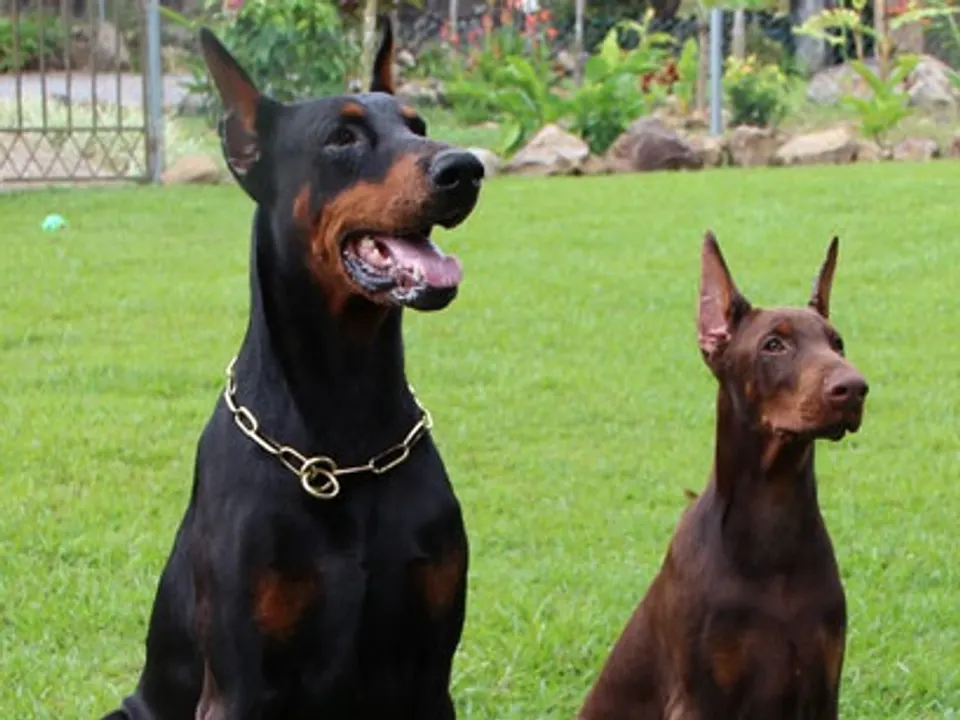 Doberman Pinscher