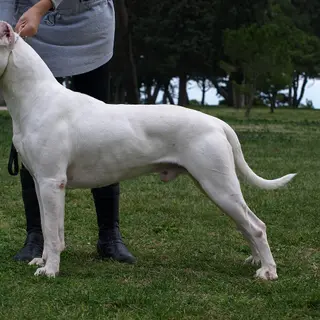 Dogo Argentino