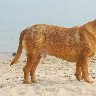 Dogue de Bordeaux