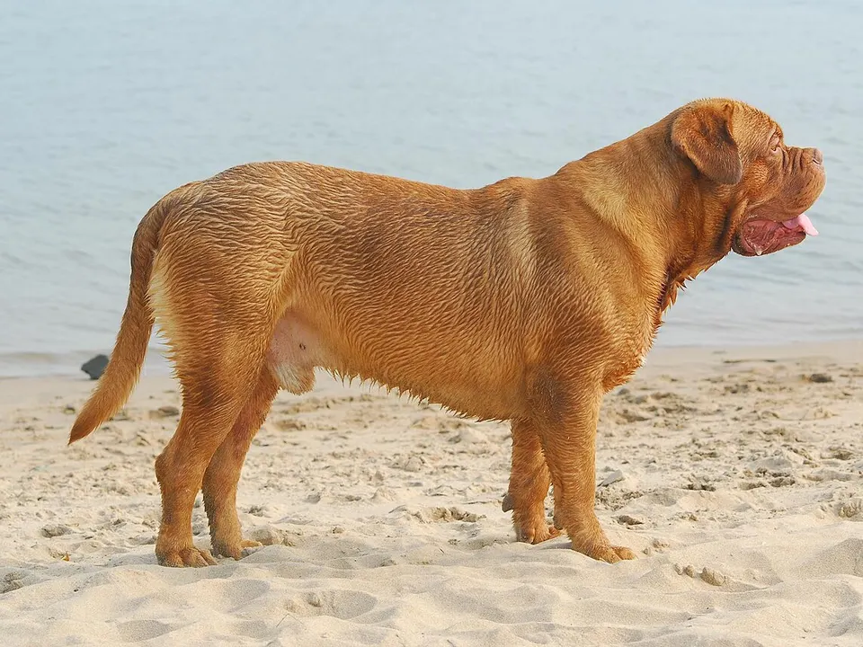 Dogue de Bordeaux
