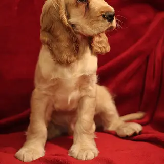 English Cocker Spaniel