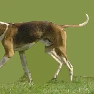 English Foxhound