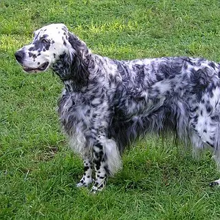 English Setter