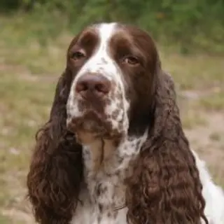 English Springer Spaniel